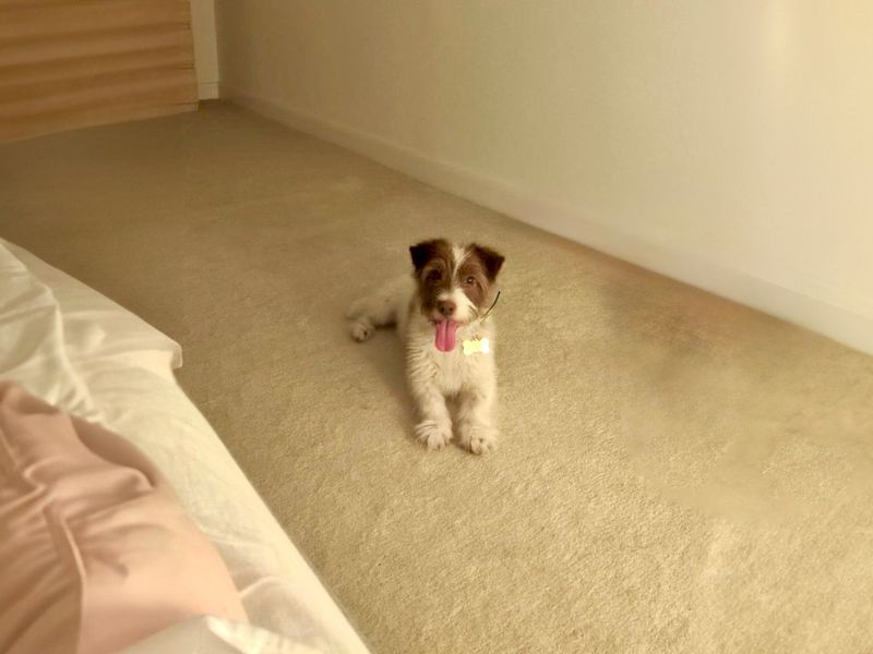 Jack Russell for adoption in Mid Glamorgan, Wales – 8 years old - Image 3 of 4