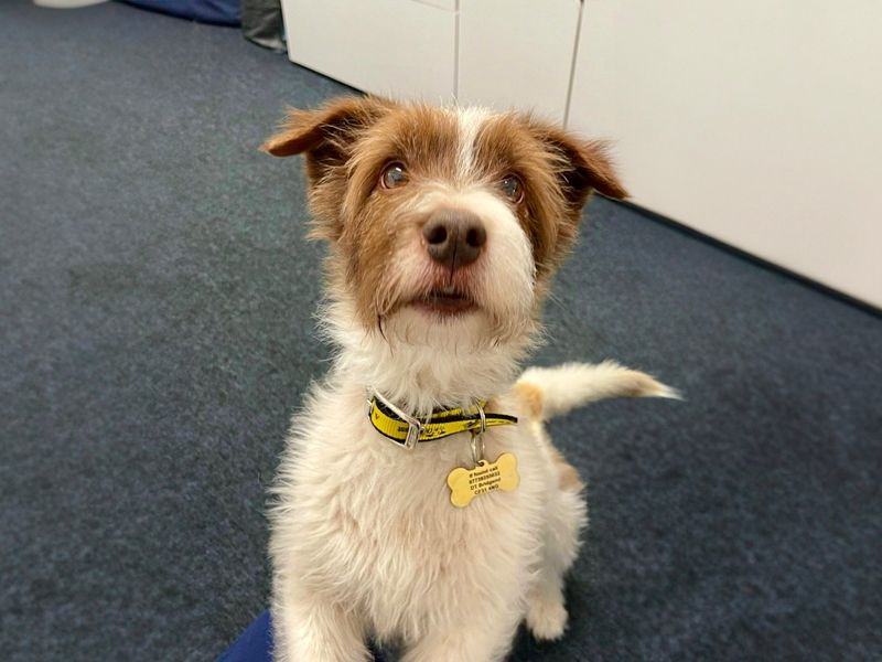 Jack Russell for adoption in Mid Glamorgan, Wales – 8 years old - Image 4 of 4