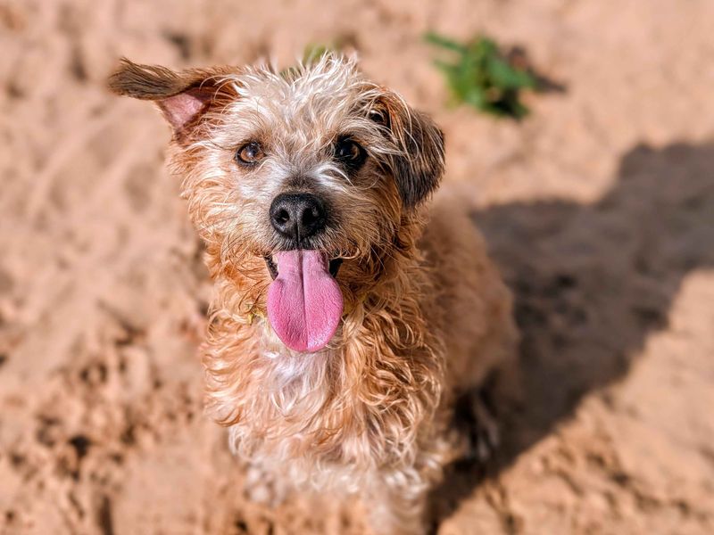 Jack Russell for adoption in Cardiff, Glamorgan – 4 years old - Image 4 of 4