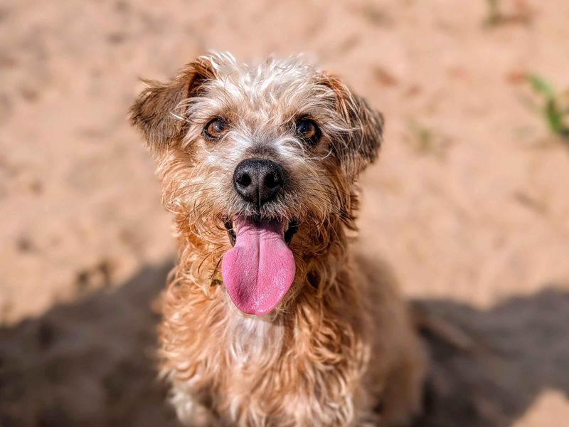 Jack Russell for adoption in Cardiff, Glamorgan – 4 years old