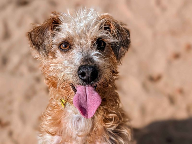 Jack Russell for adoption in Cardiff, Glamorgan – 4 years old - Image 3 of 4