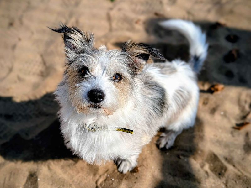 Jack Russell for adoption in Cardiff, Glamorgan – 4 years old - Image 2 of 4