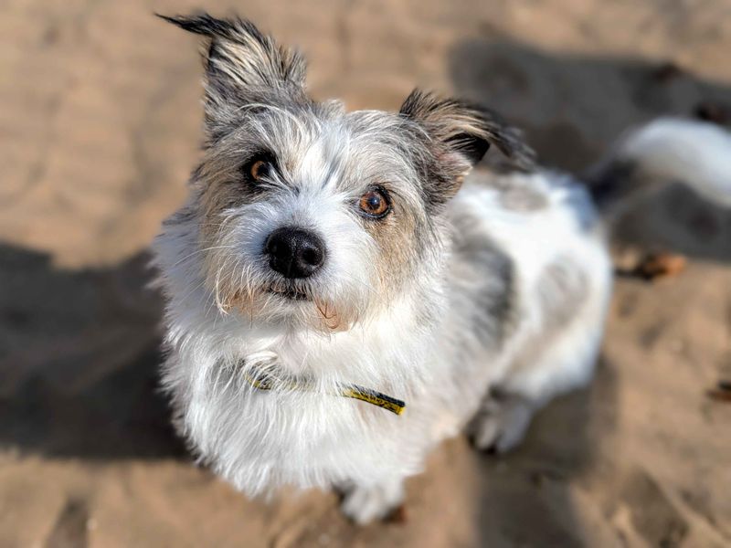 Jack Russell for adoption in Cardiff, Glamorgan – 4 years old