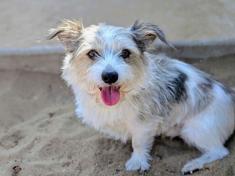 Jack Russell for adoption in Cardiff, Glamorgan – 4 years old - Image 3 of 4