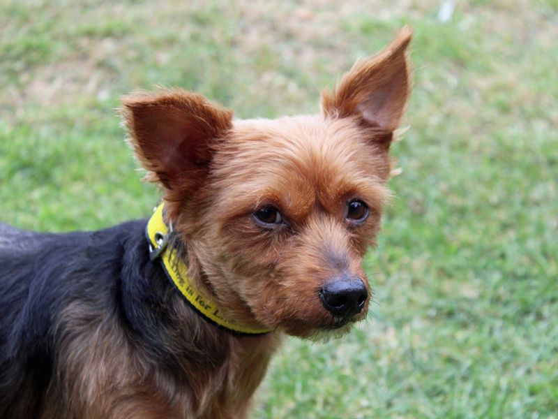 Yorkshire Terrier for adoption in Liverpool, Merseyside – 7 years old - Image 4 of 4