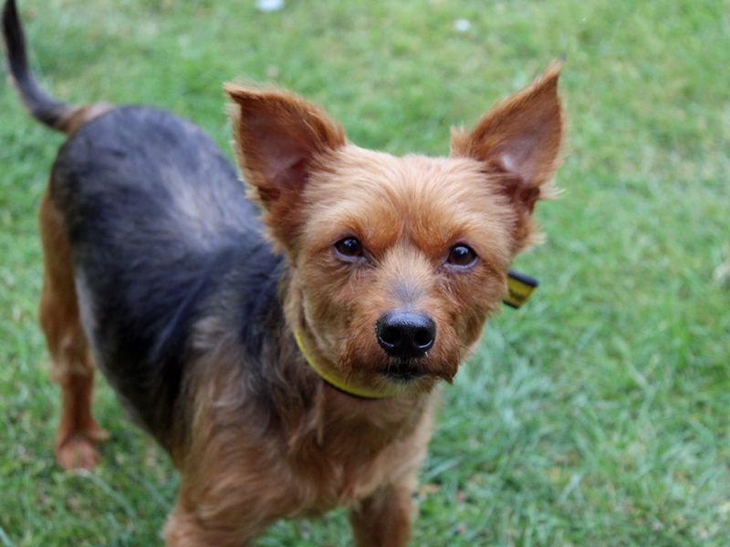 Yorkshire Terrier for adoption in Liverpool, Merseyside – 7 years old