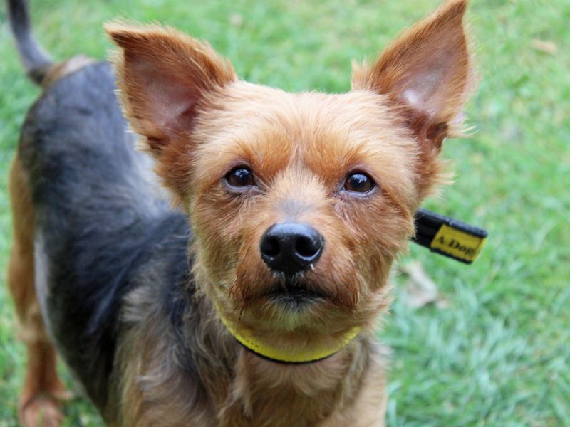 Bengie | Terrier (Yorkshire) | Merseyside (Liverpool) - 1