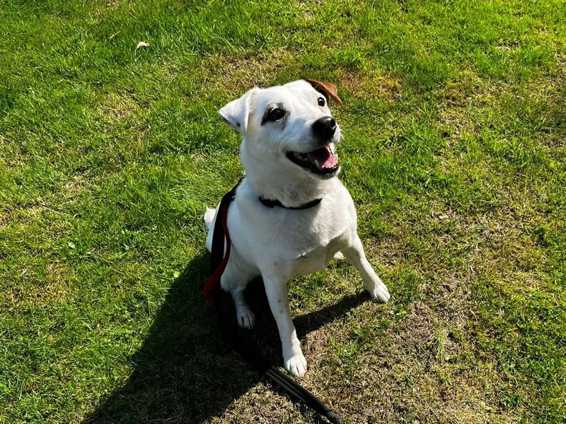 Jack Russell for adoption in Chestfield, Kent – 12 years old