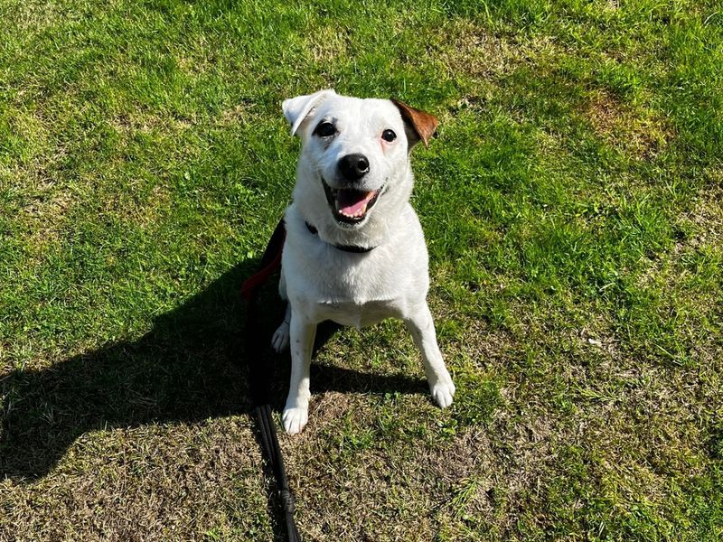 Jack Russell for adoption in Chestfield, Kent – 12 years old - Image 2 of 2