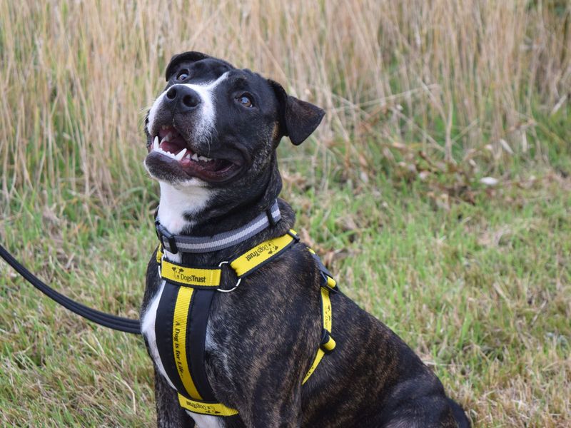 Staffordshire Bull Terrier for adoption in Uxbridge, London – 8 months old - Image 2 of 2