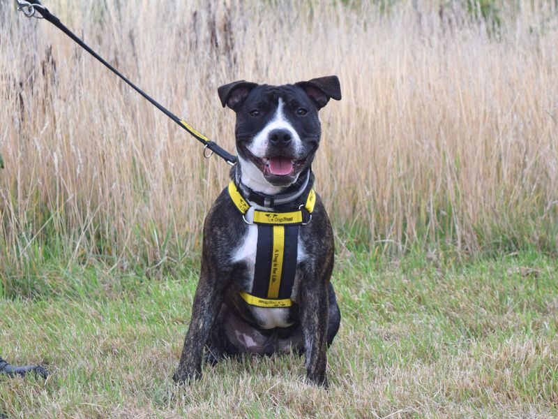 Staffordshire Bull Terrier for adoption in Uxbridge, London – 8 months old