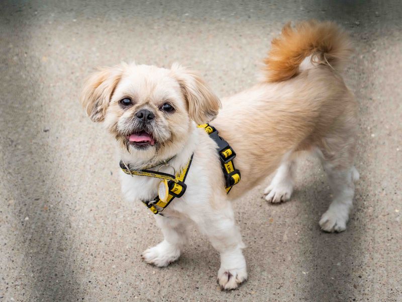 Shih Tzu for adoption in Wymeswold, Leicestershire – 4 years old