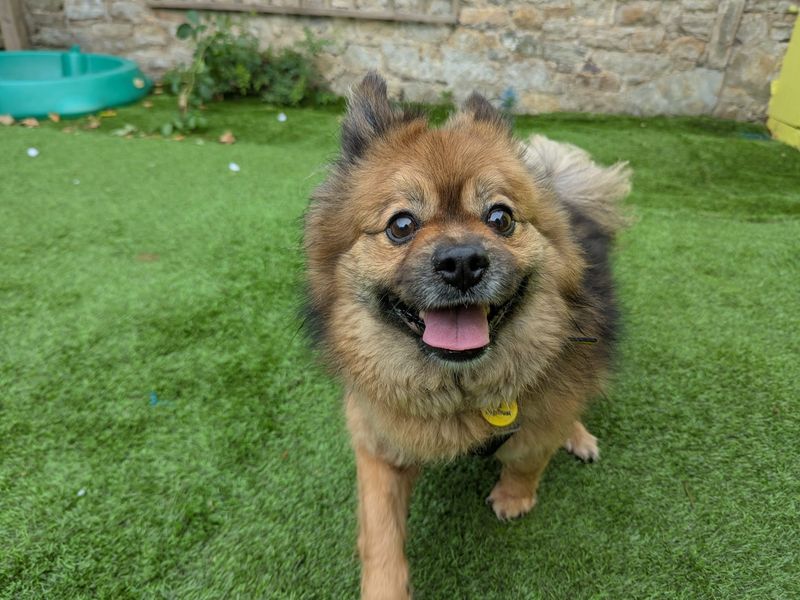 Pomeranian for adoption in West Calder, West Lothian – 7 years old - Image 2 of 4