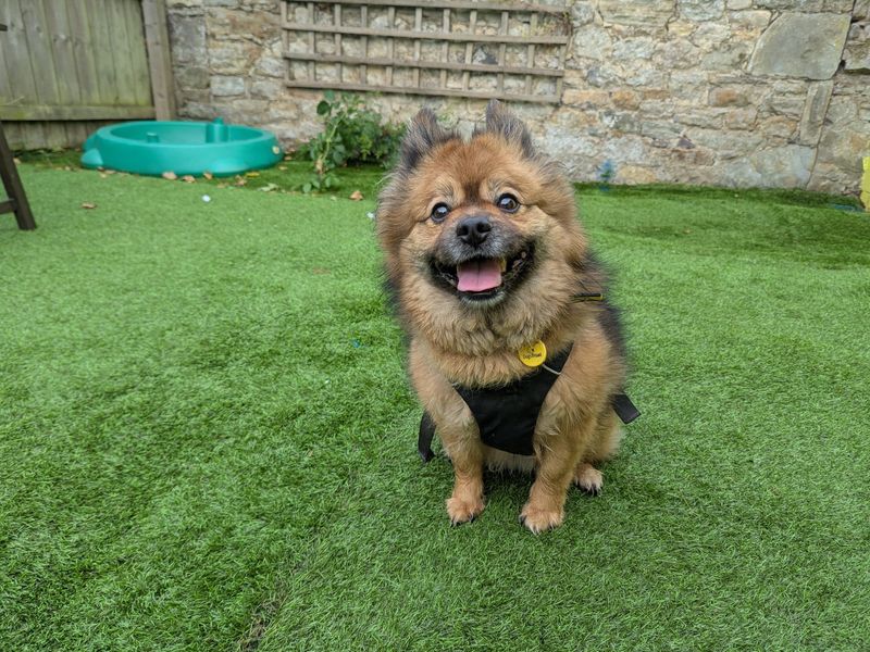 Pomeranian for adoption in West Calder, West Lothian – 7 years old