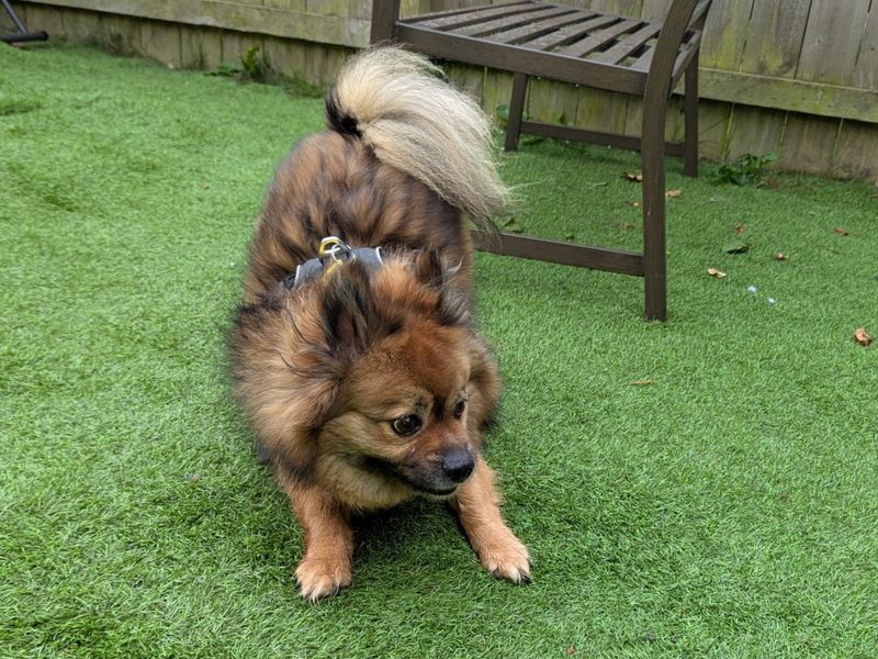 Pomeranian for adoption in West Calder, West Lothian – 7 years old - Image 4 of 4