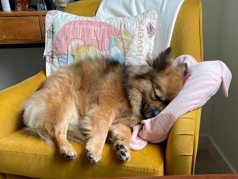 Bear | Pomeranian Cross | West Calder (Edinburgh) - 4
