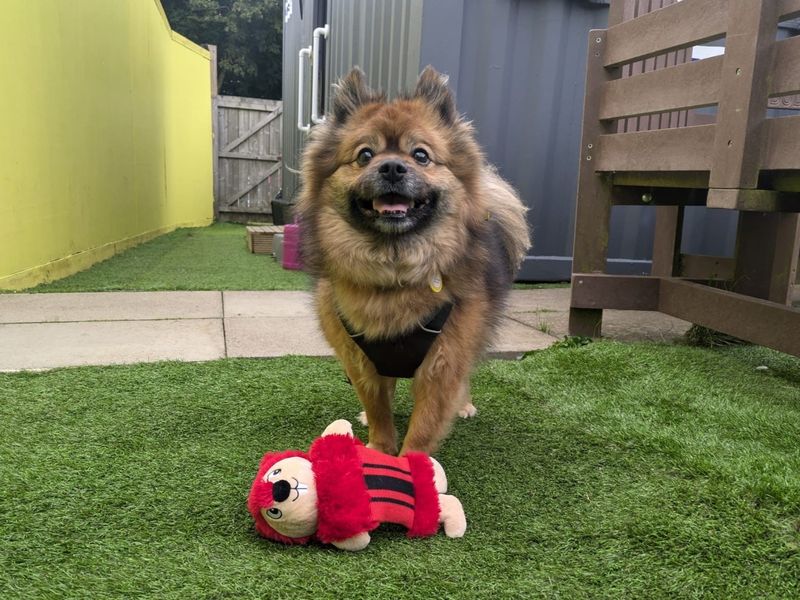 Bear | Pomeranian Cross | West Calder (Edinburgh) - 6