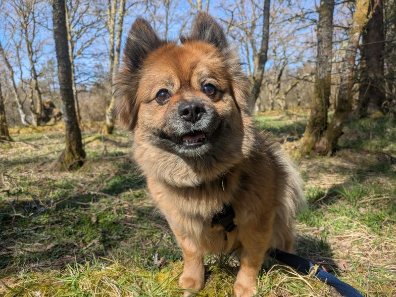 Bear | Pomeranian Cross | West Calder (Edinburgh) - 8