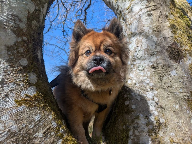 Bear | Pomeranian Cross | West Calder (Edinburgh) - 2