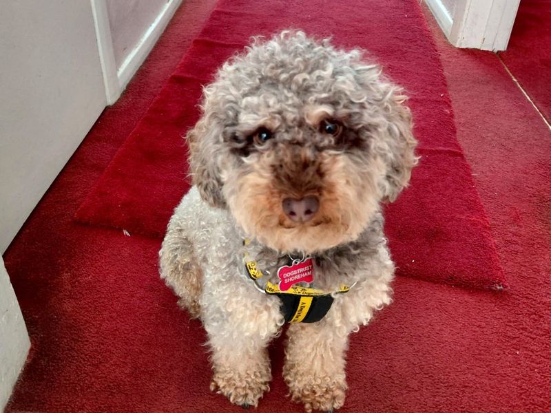 Poodle for adoption in Shoreham by Sea, West Sussex – 2 years old