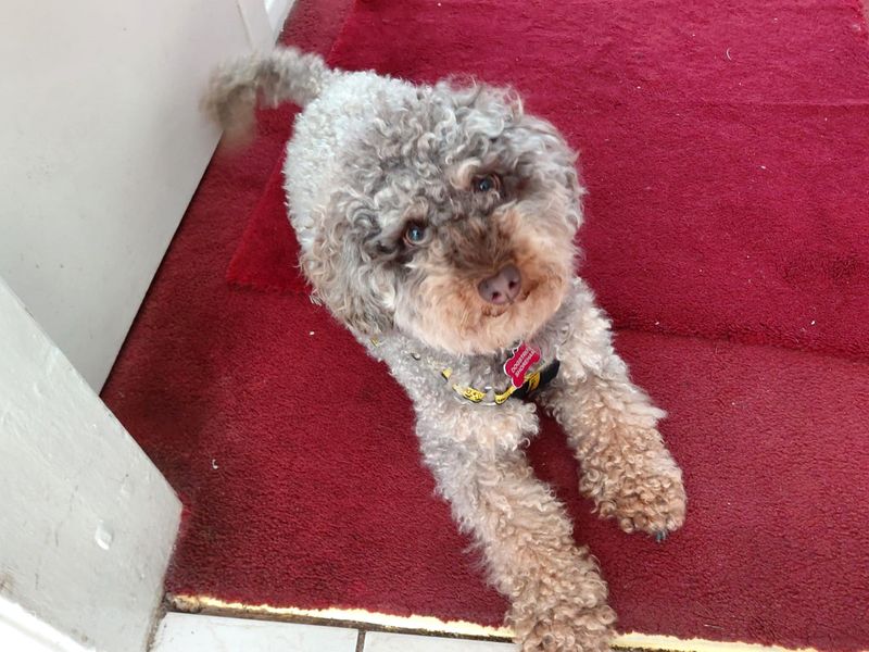 Poodle for adoption in Shoreham by Sea, West Sussex – 2 years old - Image 2 of 2