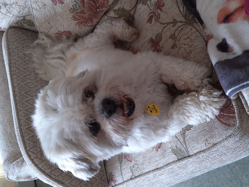 Hedley | Shih Tzu | Manchester - 1