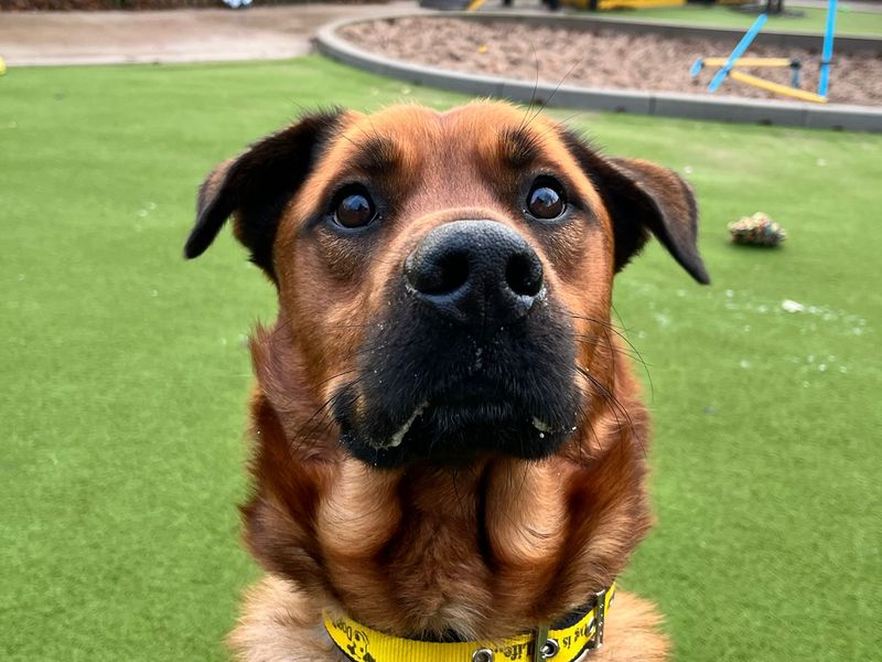 Rottweiler for adoption in Manchester, Greater Manchester – 3 years old