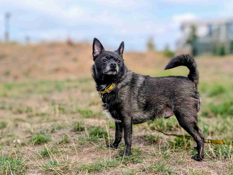 Pomeranian for adoption in Cardiff, Glamorgan – 3 years old