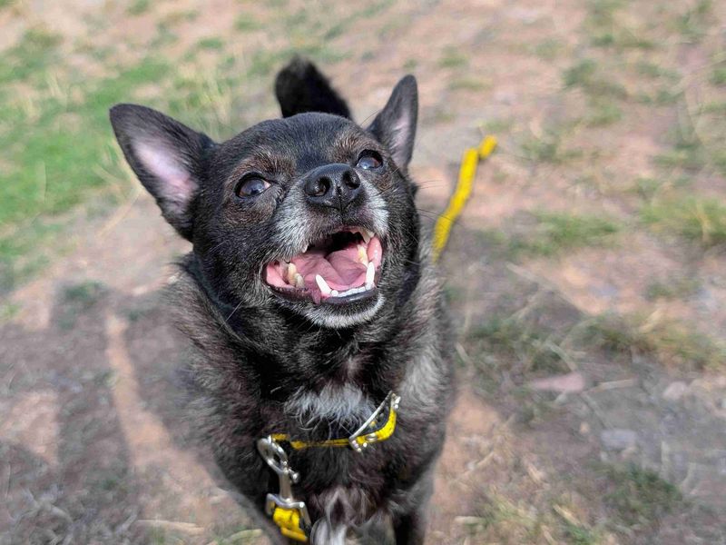 Pomeranian for adoption in Cardiff, Glamorgan – 3 years old - Image 4 of 5