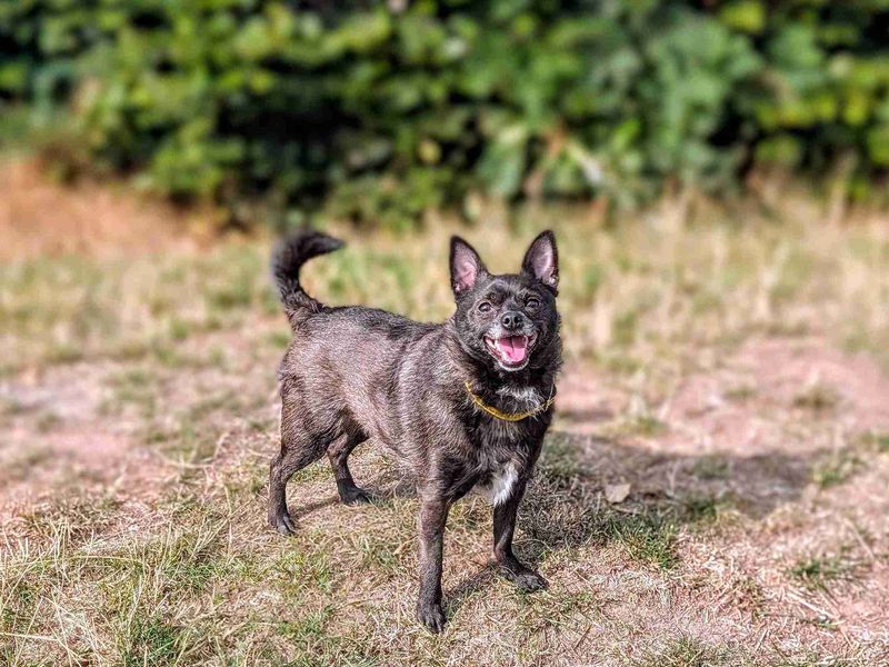 Pomeranian for adoption in Cardiff, Glamorgan – 3 years old - Image 3 of 5