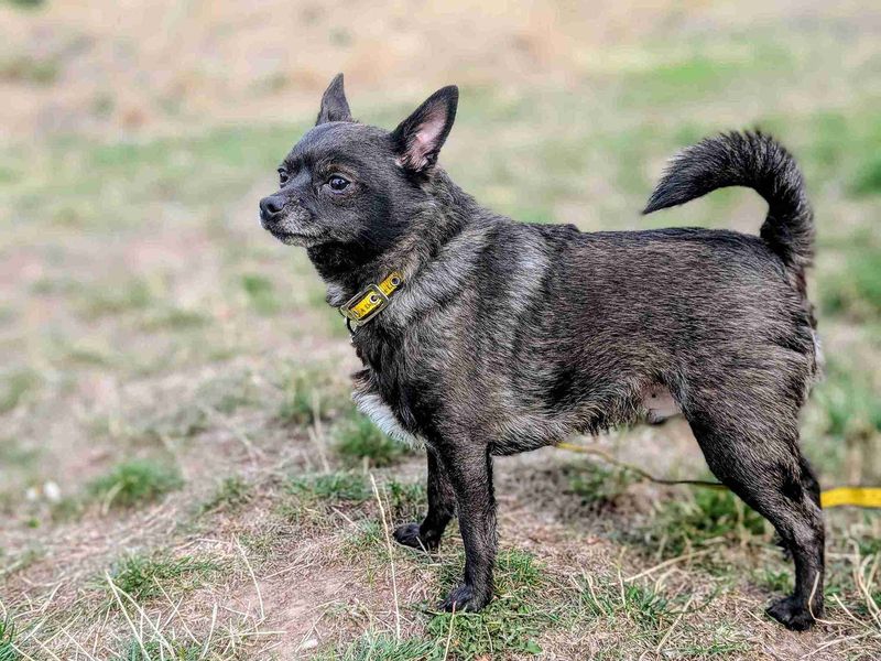 undefined | Chihuahua (Long Coat) Cross | undefined - 2