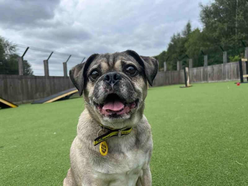 Pug for adoption in Glasgow, Scotland – 9 years old - Image 2 of 4