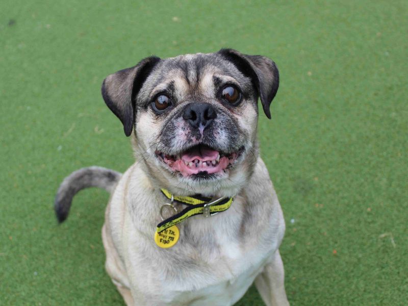 Pug for adoption in Glasgow, Scotland – 9 years old - Image 4 of 4