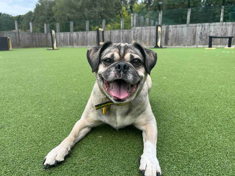 Pug for adoption in Glasgow, Scotland – 9 years old