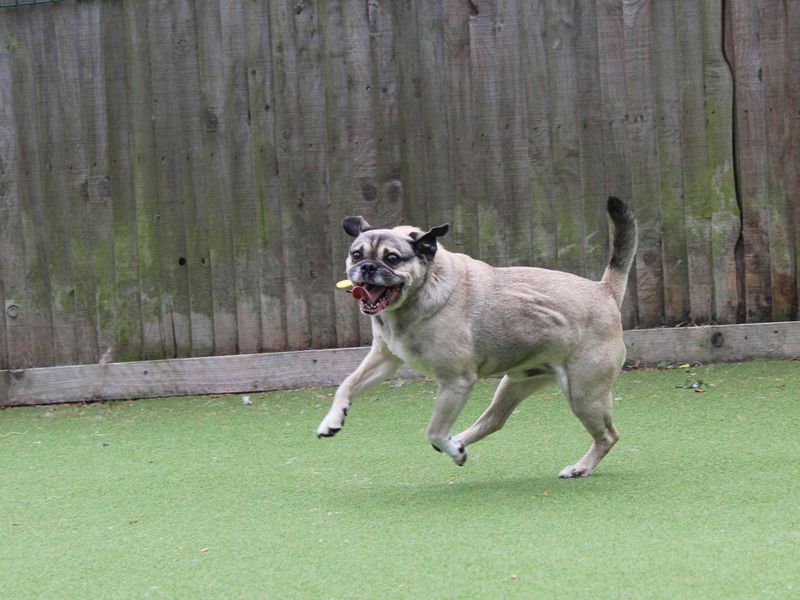 Pug for adoption in Glasgow, Scotland – 9 years old - Image 3 of 4