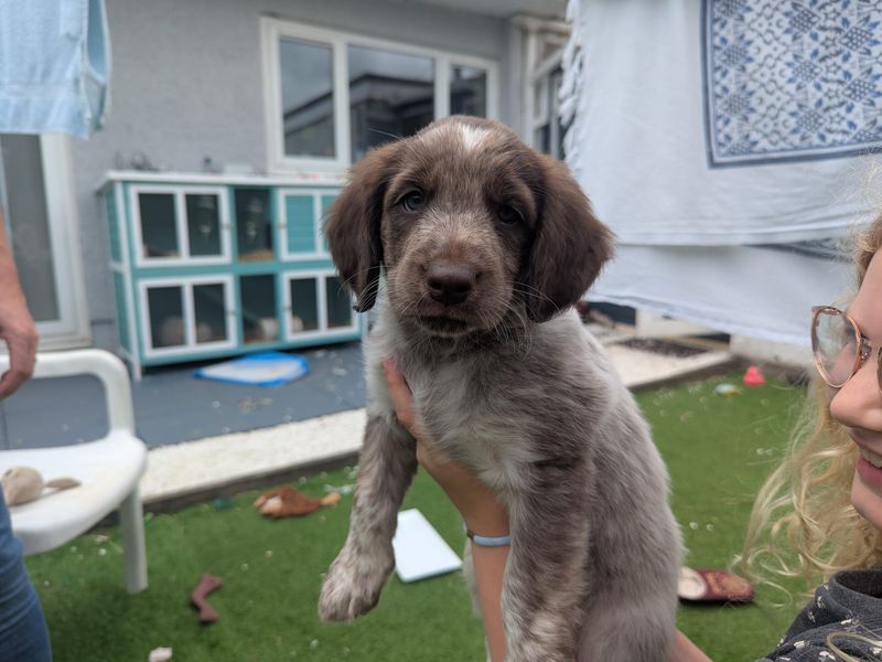 Beagle for adoption in Mid Glamorgan, Wales – 7 weeks old