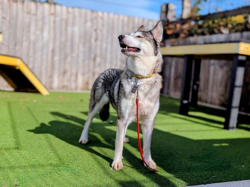 Siberian Husky for adoption in Cardiff, Glamorgan – 5 years old - Image 4 of 7