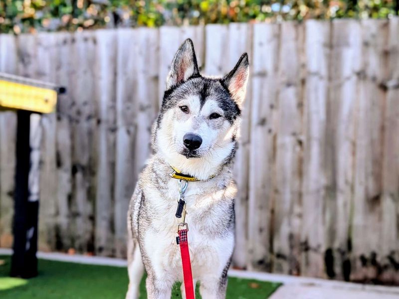 Siberian Husky for adoption in Cardiff, Glamorgan – 5 years old - Image 2 of 7