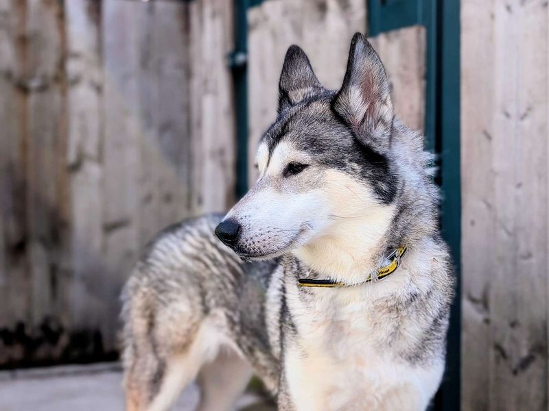 Siberian Husky for adoption in Cardiff, Glamorgan – 5 years old - Image 6 of 7