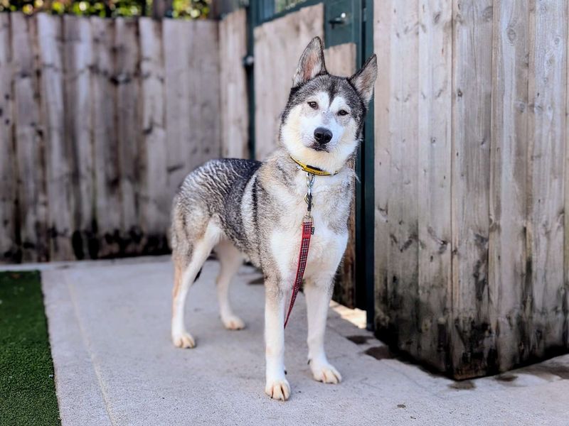 Siberian Husky for adoption in Cardiff, Glamorgan – 5 years old