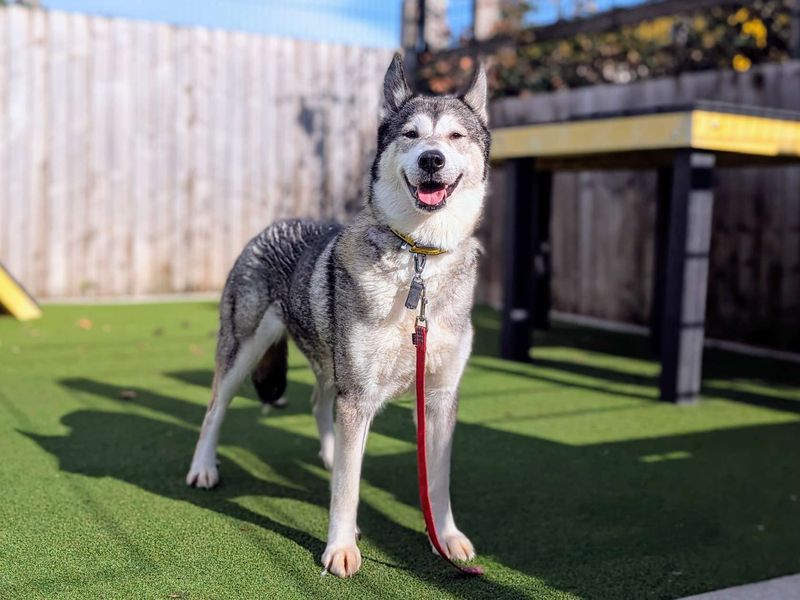 Siberian Husky for adoption in Cardiff, Glamorgan – 5 years old - Image 3 of 7