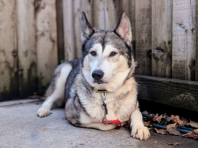 Siberian Husky for adoption in Cardiff, Glamorgan – 5 years old - Image 7 of 7