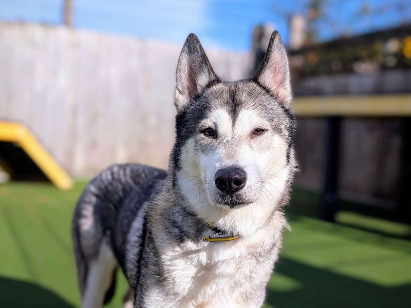 Siberian Husky for adoption in Cardiff, Glamorgan – 5 years old - Image 5 of 7
