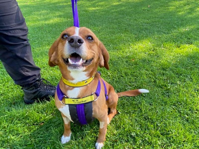 Loki | Spaniel (Cavalier King Charles) Cross | Merseyside (Liverpool) - 1