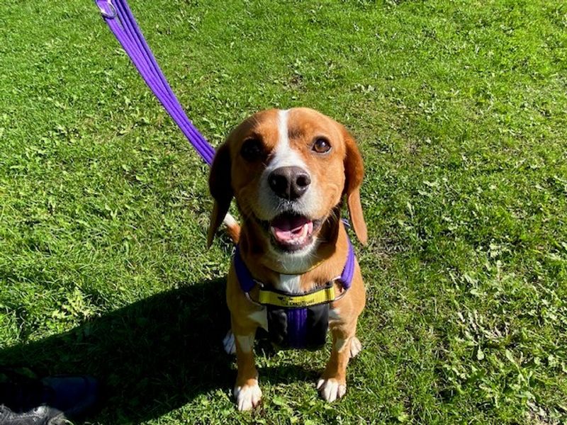 Beagle for adoption in Liverpool, Merseyside – 4 years old