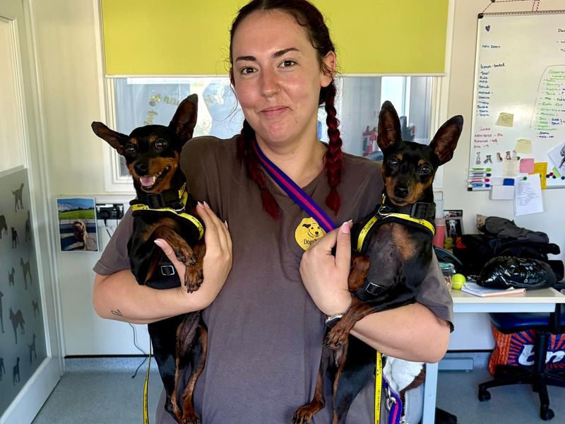 Nala | Pinscher (Miniature) | Bridgend (Wales) - 1