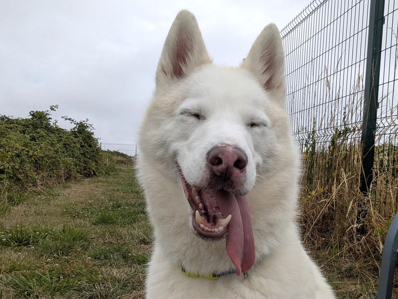 Siberian Husky for adoption in Shoreham by Sea, West Sussex – 2 years old