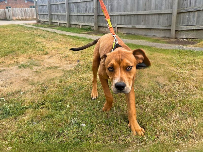 Staffordshire Bull Terrier for adoption in Newton Tony, Wiltshire – 7 months old - Image 2 of 2