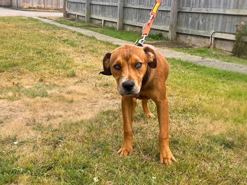 Staffordshire Bull Terrier for adoption in Newton Tony, Wiltshire – 7 months old