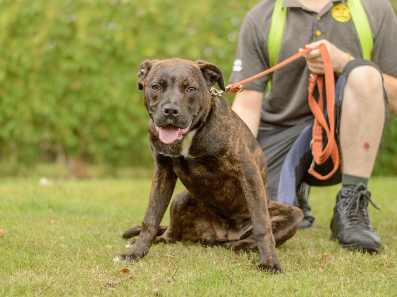 Staffordshire Bull Terrier for adoption in Kenilworth, Warks – 6 months old